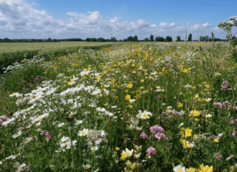 Clarity on the SFI26 Offer for Farmers and Land Managers