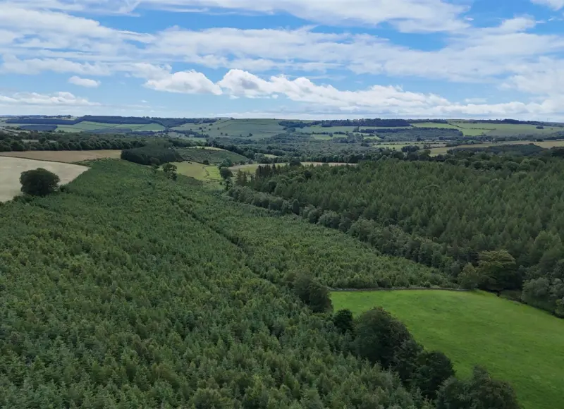 Sawmill Wood, Lanchester