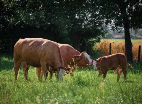 A sector at turning point. Are we in the middle of agricultural reform?