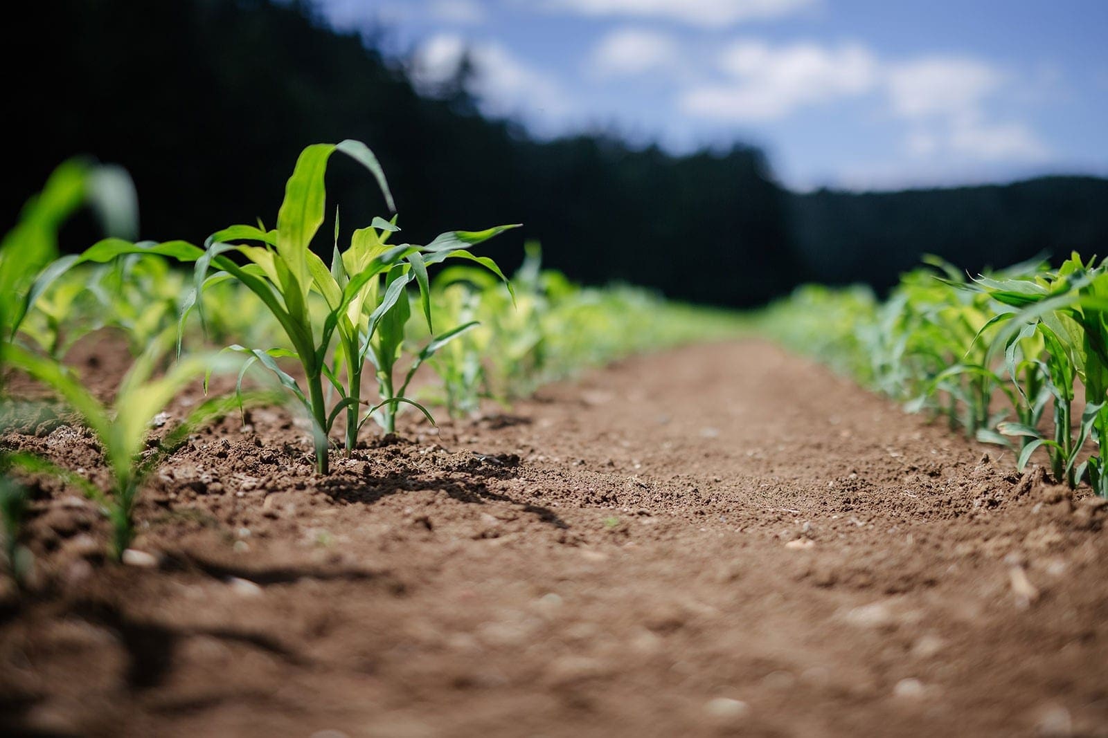 Maize for bio digester