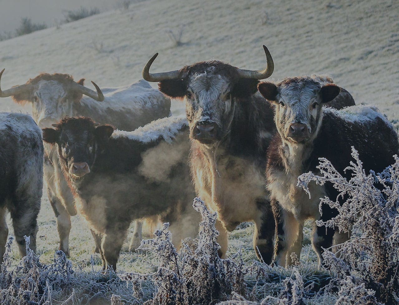 Longhorn Cattle