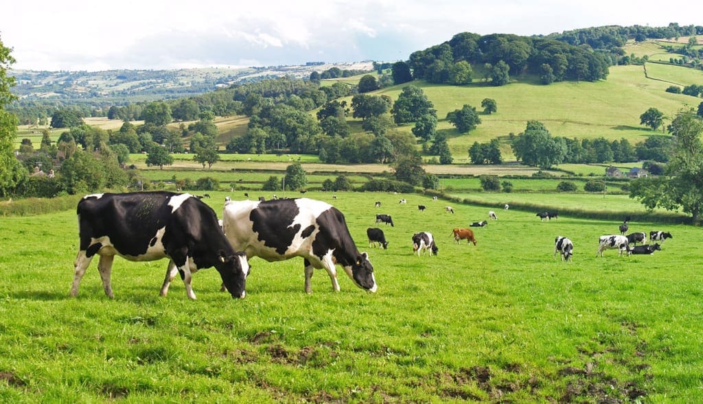 Dairy Cows