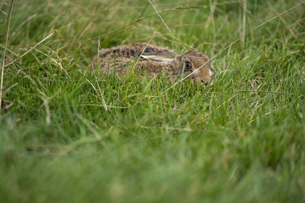 Hare