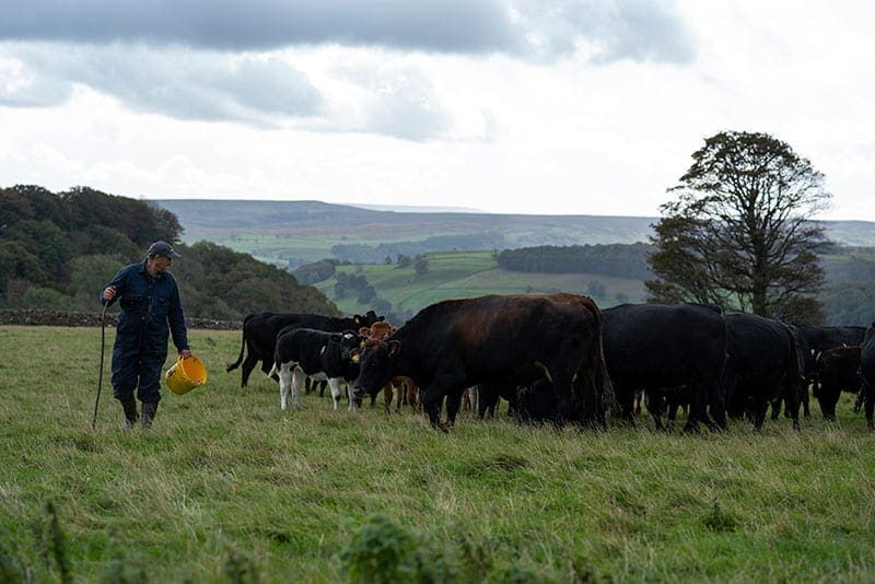 Feeding cattle