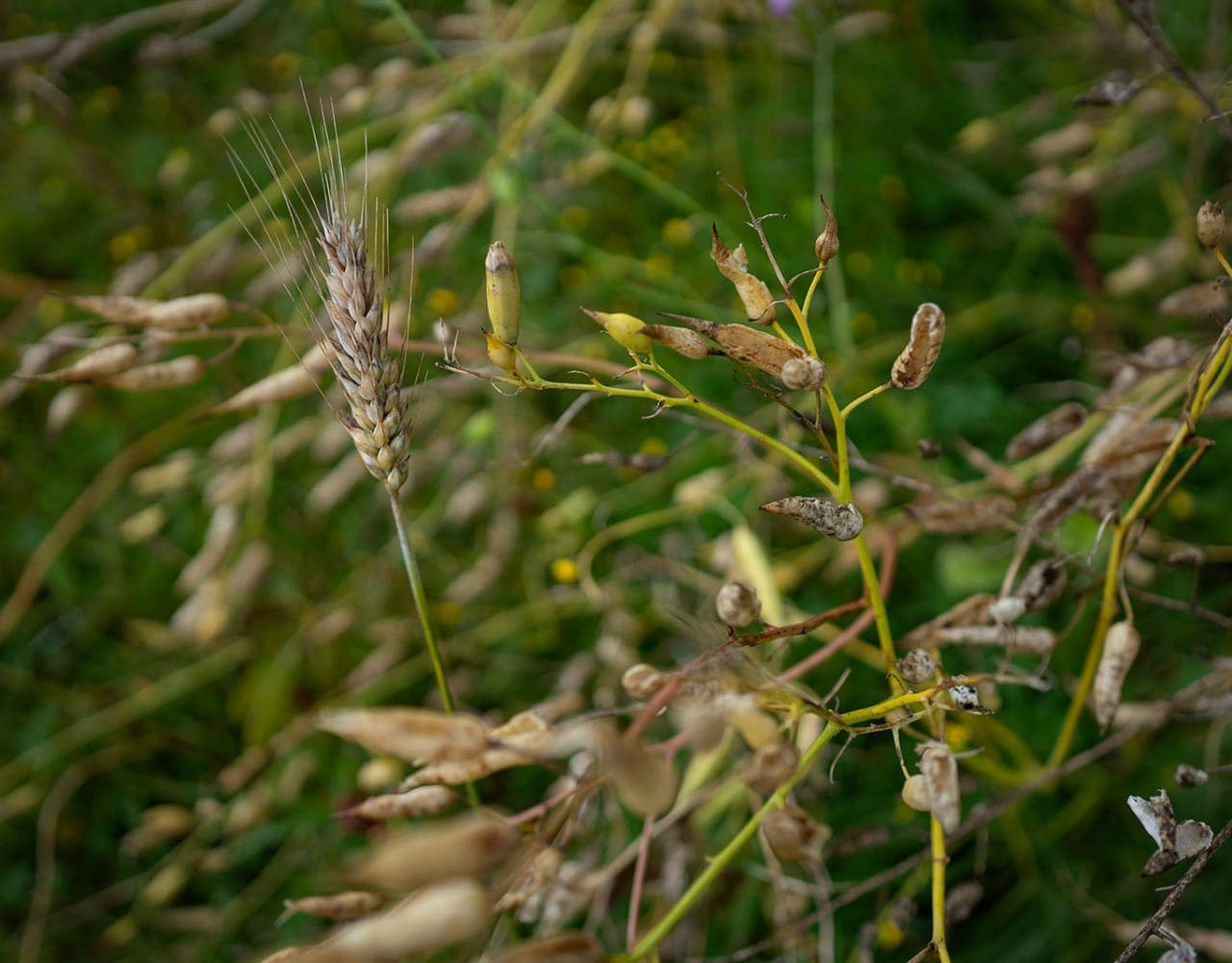 Grass Field