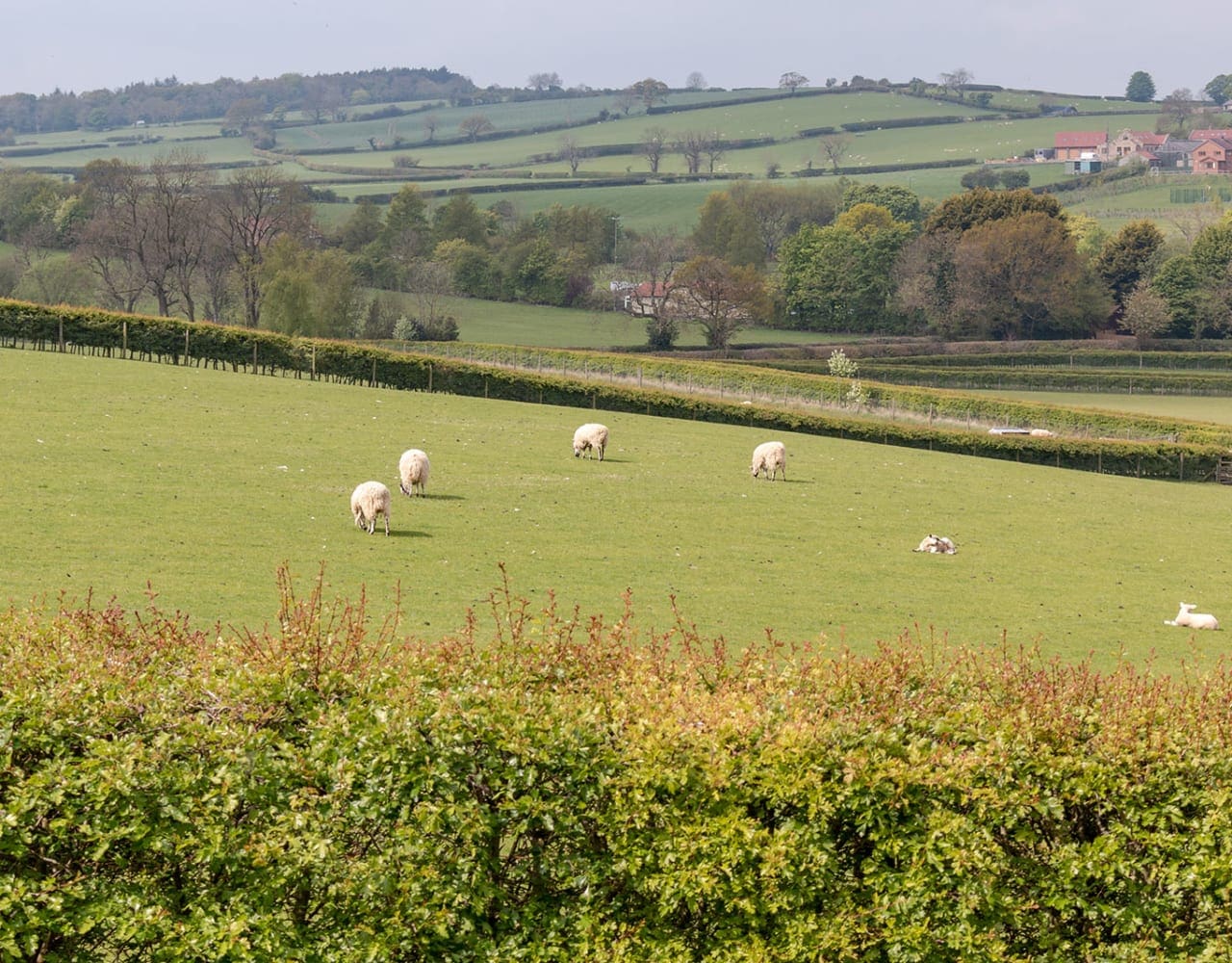 Grazing sheep in field