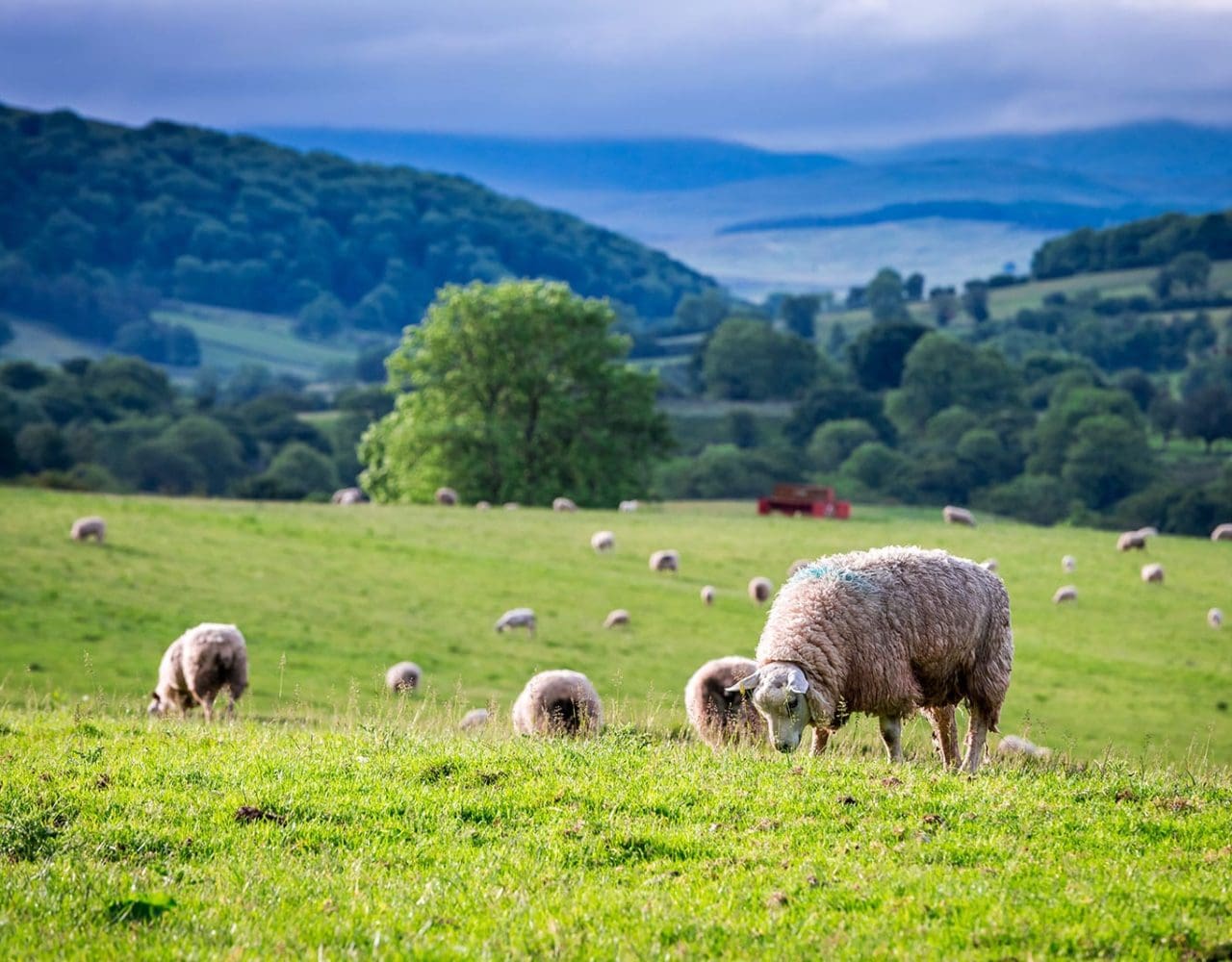 Sheep grazing