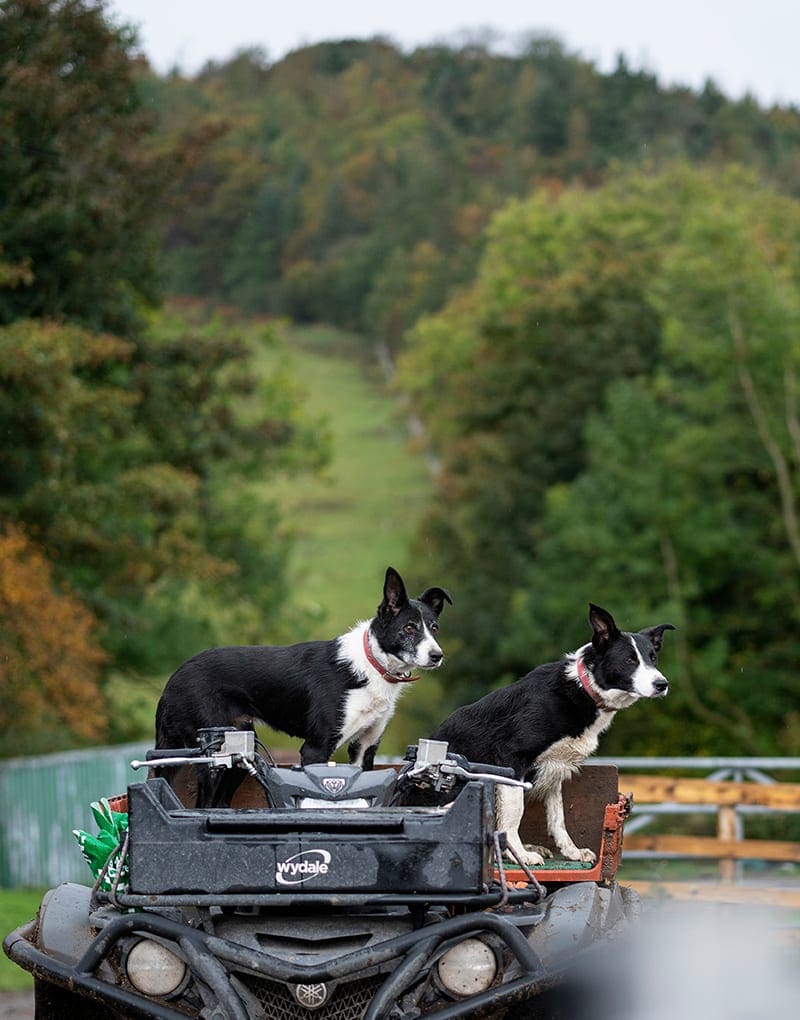 Dogs on quad bike