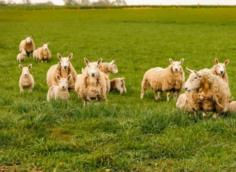 Navigating Environmental Scheme Volatility: Building Resilience in Grazing Systems