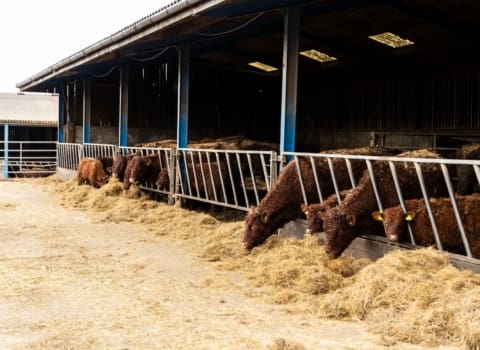 Boost Your Farming Profits: How Benchmarking Strengthens Financial Planning