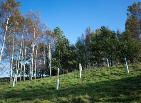 Small Site Biodiversity Net Gain: An Unnecessary Barrier to Rural Development